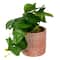 9" Potted Peperomia by Ashland®